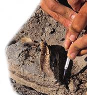 fossil1a.jpg