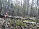 CEAB000224_woodland_white_birch_ground_pine_stiff_club_moss_woodland
