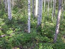 CEAB000170_forest_aspen_prickly_rose_spreading_dogbane_forest