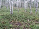 CEAB000209_aspen_common_blueberry_woodland