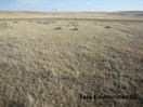CEAB000138_western_wheat_grass_blue_grama_grassland