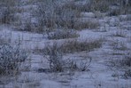 CEAB000173_silver_sagebrush_wheat grasses_Nuttalls_Atriplex