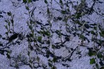 CEAB000164_plains_cottonwood_recent alluvial