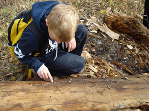 Biodiversity Bingo and Inquiry