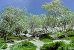 CEAB000016_whitebirch_waterbirch_commonbearberry