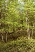 CEAB000175_alaskabirch_commonlabradortea