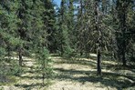 CEAB0000204_blackspruce_startippedreindeerlichen