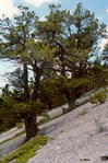 CEGL000815_limberpinescree
