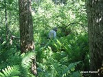 CEA000043_balsampoplar_highbushcranberry_ostrichfern