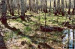 CEAB000077_balsampoplar_aspen_alpinefoxtail_bluejoint