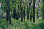 CEAB000183_plainscottonwood_buckbrush