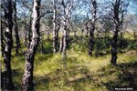 CEAB000182_aspen_creepingjuniper_haysedge