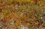 CEAB000120_bogrosemary_pitcherplant_peatmoss