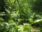 CEAB000211_riveralder_ostrichfernshrubland