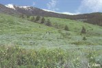 CEAB000008_bigsagebrush_saskatoon