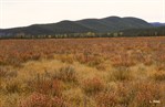 CEAB000115_bogbirch_mountainroughfescue