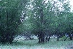 CEAB000169_waterbirchgrasslandriparianshrubland