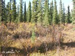 CEAB000210_dwarfbirch_commonlabradortea_wirerush_goldenmoss_stairstepmossslopefen
