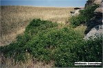 CEAB000185_skunkbush_needleandthread