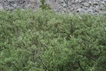 CEAB000084_drummondswillow_veinymeadowrue