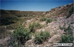 CEAB000186_greasewood_nuttallsatriplex