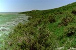 CEAB000015_greasewoodsiltduneshrubland