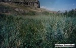 CEAB000187_buckbrush_giantwildrye