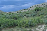 CEAB000155_silversagebrush_greasewood_needleandthread