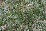 CEAB000054_woolyeverlasting_mountainsagewort