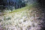 CEAB000178_sandgrass_sanddropseed_haysedge