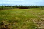 CEAB000121_fewfruitedsedge_twistedbogmoss