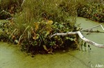 CEAB000037_cyperuslikesedge_waterarum