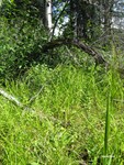 CEAB000212_turnedsedgemarsh