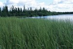 CEAB000191_marshbeakedsedgemarsh