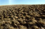 CEAB000104_plainsroughfescue