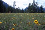 CEAB000026_junegrass_pasturesagewort_wildblueflax