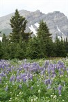CEAB000064_nootkalupinemeadow