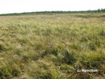 CEAB000213_seaside_arrowgrass_gracefulsedgespringfen