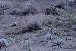 CEGL001521_longleavedsagewort_sandgrassbadlandcommunity