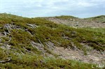 CEAB000007_creepingjuniper_junegrass_yellowumbrellaplantpedimentvegetation