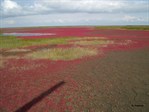 CEGL001999_samphire