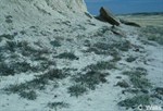CEAB000112_moquinsseabite_endolepissparselyvegetatedbadlandslopes