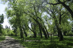 Cottonwoods & Cottonwood Forests in the Milk River Watershed