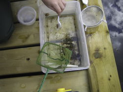 A Division 1 & 2 Pond Invertebrate Species Program