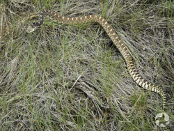 Dinosaur PP - Bull Snake