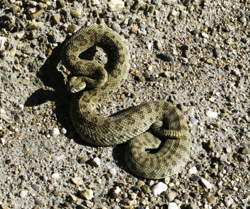 Dinosaur PP - Rattlesnake Strike