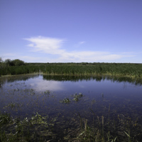 Mineral Wetlands
