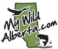 My Wild Alberta