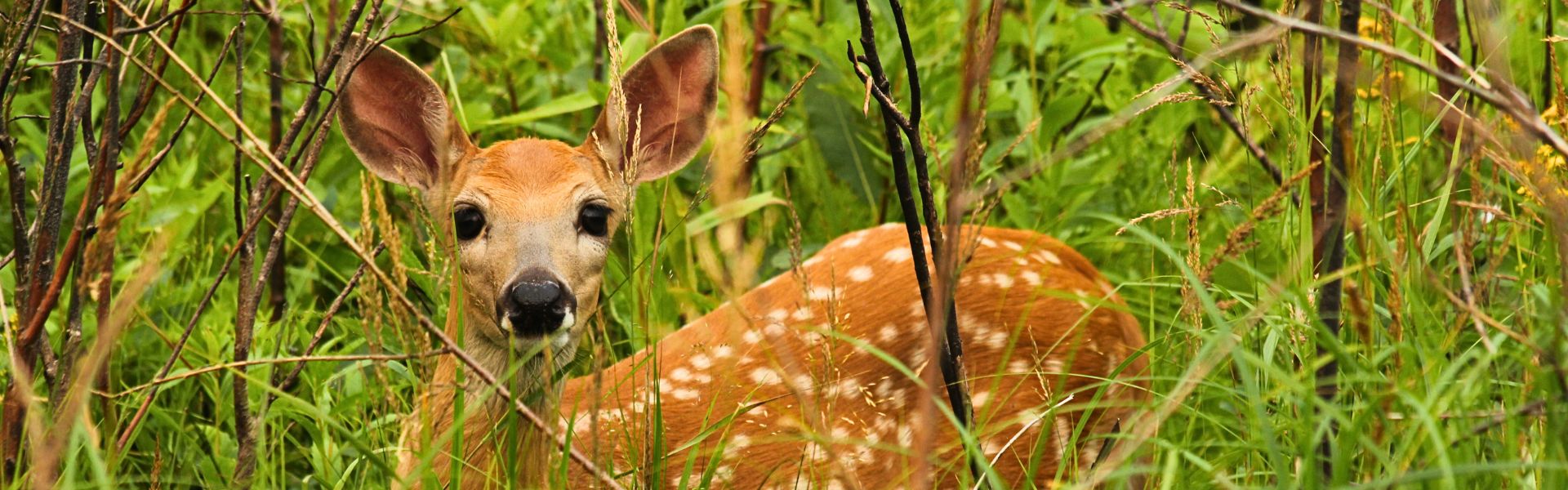 Wildlife & You