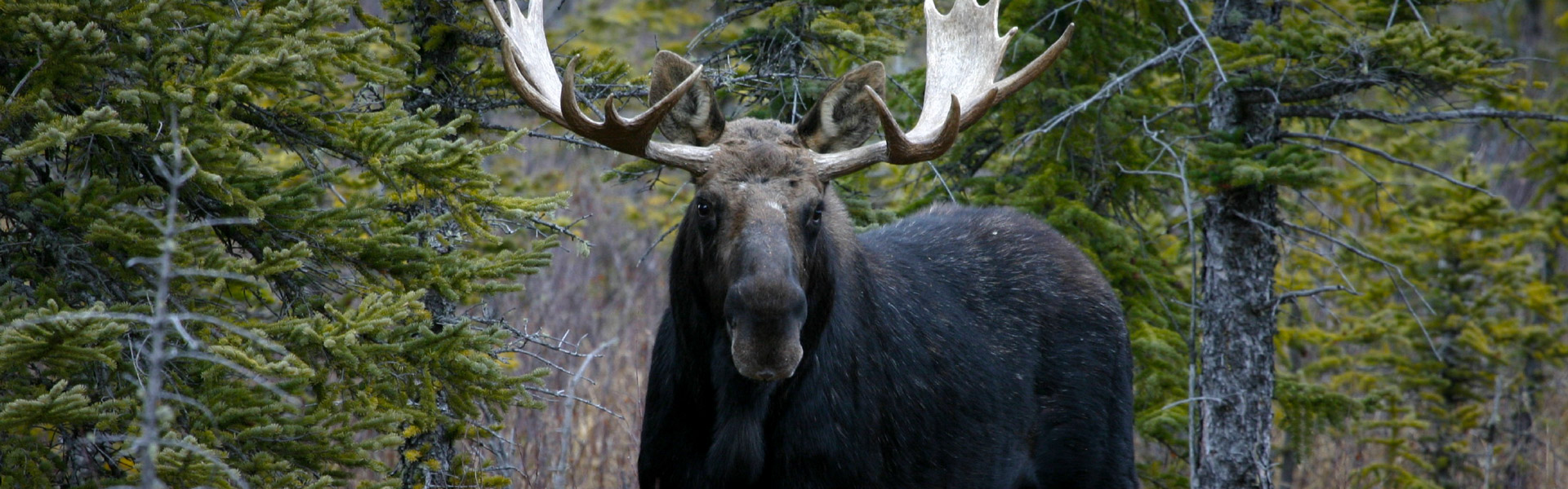 Alberta Parks